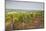 Vineyards in Tharoiseau Near to Vezelay, Yonne, Burgundy, France, Europe-Julian Elliott-Mounted Photographic Print