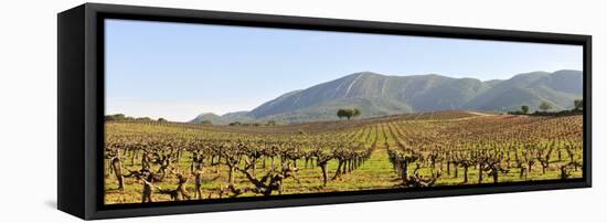 Vineyards in the Arrabida Natural Park, Portugal-Mauricio Abreu-Framed Stretched Canvas
