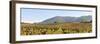 Vineyards in the Arrabida Natural Park, Portugal-Mauricio Abreu-Framed Photographic Print