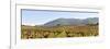 Vineyards in the Arrabida Natural Park, Portugal-Mauricio Abreu-Framed Photographic Print