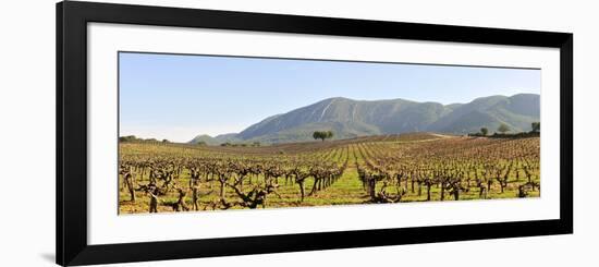 Vineyards in the Arrabida Natural Park, Portugal-Mauricio Abreu-Framed Photographic Print