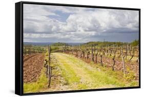 Vineyards in the Bergerac Area, Dordogne, France, Europe-Julian Elliott-Framed Stretched Canvas