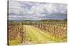 Vineyards in the Bergerac Area, Dordogne, France, Europe-Julian Elliott-Stretched Canvas