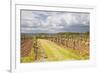 Vineyards in the Bergerac Area, Dordogne, France, Europe-Julian Elliott-Framed Photographic Print