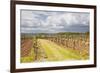 Vineyards in the Bergerac Area, Dordogne, France, Europe-Julian Elliott-Framed Photographic Print