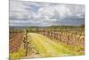 Vineyards in the Bergerac Area, Dordogne, France, Europe-Julian Elliott-Mounted Photographic Print