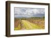 Vineyards in the Bergerac Area, Dordogne, France, Europe-Julian Elliott-Framed Photographic Print