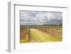 Vineyards in the Bergerac Area, Dordogne, France, Europe-Julian Elliott-Framed Photographic Print