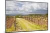 Vineyards in the Bergerac Area, Dordogne, France, Europe-Julian Elliott-Mounted Photographic Print