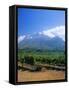 Vineyards in the Cape Winelands, Near Stellenbosch, Cape Province, South Africa, Africa-Fraser Hall-Framed Stretched Canvas