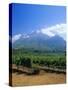 Vineyards in the Cape Winelands, Near Stellenbosch, Cape Province, South Africa, Africa-Fraser Hall-Stretched Canvas