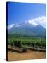 Vineyards in the Cape Winelands, Near Stellenbosch, Cape Province, South Africa, Africa-Fraser Hall-Stretched Canvas