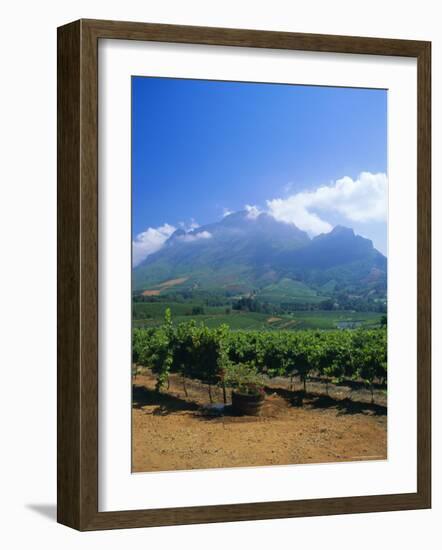 Vineyards in the Cape Winelands, Near Stellenbosch, Cape Province, South Africa, Africa-Fraser Hall-Framed Photographic Print