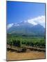 Vineyards in the Cape Winelands, Near Stellenbosch, Cape Province, South Africa, Africa-Fraser Hall-Mounted Photographic Print