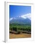 Vineyards in the Cape Winelands, Near Stellenbosch, Cape Province, South Africa, Africa-Fraser Hall-Framed Photographic Print