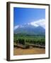 Vineyards in the Cape Winelands, Near Stellenbosch, Cape Province, South Africa, Africa-Fraser Hall-Framed Photographic Print