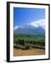 Vineyards in the Cape Winelands, Near Stellenbosch, Cape Province, South Africa, Africa-Fraser Hall-Framed Photographic Print