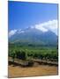 Vineyards in the Cape Winelands, Near Stellenbosch, Cape Province, South Africa, Africa-Fraser Hall-Mounted Photographic Print