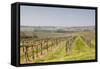 Vineyards in the Cognac Area of France, Charente Maritime, France, Europe-Julian Elliott-Framed Stretched Canvas