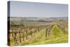 Vineyards in the Cognac Area of France, Charente Maritime, France, Europe-Julian Elliott-Stretched Canvas