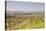 Vineyards in the Cognac Area of France, Charente Maritime, France, Europe-Julian Elliott-Stretched Canvas