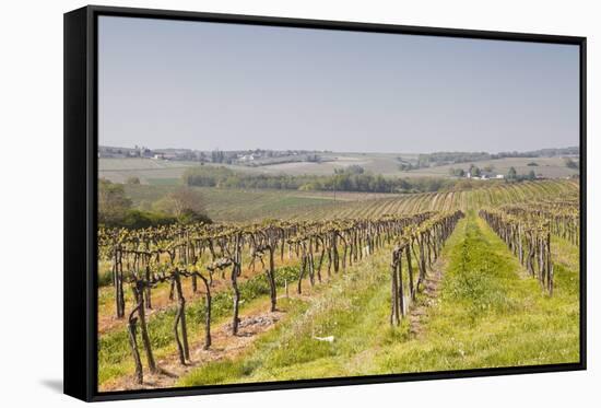 Vineyards in the Cognac Area of France, Charente Maritime, France, Europe-Julian Elliott-Framed Stretched Canvas