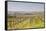 Vineyards in the Cognac Area of France, Charente Maritime, France, Europe-Julian Elliott-Framed Stretched Canvas