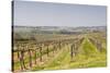 Vineyards in the Cognac Area of France, Charente Maritime, France, Europe-Julian Elliott-Stretched Canvas