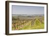 Vineyards in the Cognac Area of France, Charente Maritime, France, Europe-Julian Elliott-Framed Photographic Print