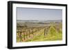 Vineyards in the Cognac Area of France, Charente Maritime, France, Europe-Julian Elliott-Framed Photographic Print