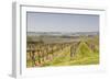 Vineyards in the Cognac Area of France, Charente Maritime, France, Europe-Julian Elliott-Framed Photographic Print