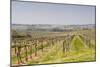 Vineyards in the Cognac Area of France, Charente Maritime, France, Europe-Julian Elliott-Mounted Photographic Print