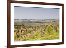 Vineyards in the Cognac Area of France, Charente Maritime, France, Europe-Julian Elliott-Framed Photographic Print