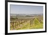 Vineyards in the Cognac Area of France, Charente Maritime, France, Europe-Julian Elliott-Framed Photographic Print