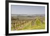 Vineyards in the Cognac Area of France, Charente Maritime, France, Europe-Julian Elliott-Framed Photographic Print