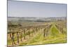 Vineyards in the Cognac Area of France, Charente Maritime, France, Europe-Julian Elliott-Mounted Photographic Print