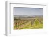 Vineyards in the Cognac Area of France, Charente Maritime, France, Europe-Julian Elliott-Framed Photographic Print