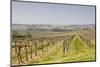 Vineyards in the Cognac Area of France, Charente Maritime, France, Europe-Julian Elliott-Mounted Photographic Print