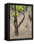 Vineyards in the Cote Rotie District, Ampuis, Rhone, France-Per Karlsson-Framed Stretched Canvas