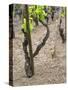 Vineyards in the Cote Rotie District, Ampuis, Rhone, France-Per Karlsson-Stretched Canvas
