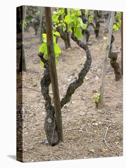 Vineyards in the Cote Rotie District, Ampuis, Rhone, France-Per Karlsson-Stretched Canvas