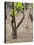 Vineyards in the Cote Rotie District, Ampuis, Rhone, France-Per Karlsson-Stretched Canvas