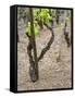 Vineyards in the Cote Rotie District, Ampuis, Rhone, France-Per Karlsson-Framed Stretched Canvas