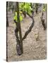 Vineyards in the Cote Rotie District, Ampuis, Rhone, France-Per Karlsson-Stretched Canvas