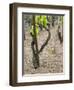 Vineyards in the Cote Rotie District, Ampuis, Rhone, France-Per Karlsson-Framed Premium Photographic Print