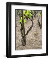 Vineyards in the Cote Rotie District, Ampuis, Rhone, France-Per Karlsson-Framed Premium Photographic Print