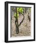 Vineyards in the Cote Rotie District, Ampuis, Rhone, France-Per Karlsson-Framed Premium Photographic Print
