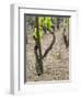 Vineyards in the Cote Rotie District, Ampuis, Rhone, France-Per Karlsson-Framed Premium Photographic Print