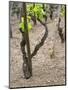 Vineyards in the Cote Rotie District, Ampuis, Rhone, France-Per Karlsson-Mounted Premium Photographic Print