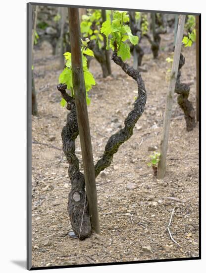 Vineyards in the Cote Rotie District, Ampuis, Rhone, France-Per Karlsson-Mounted Photographic Print